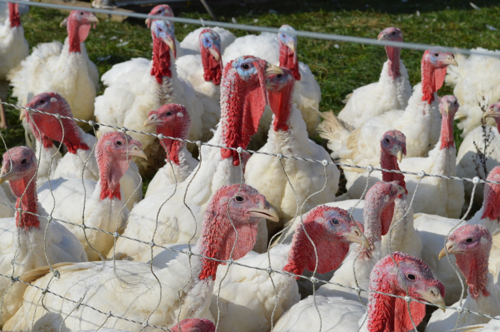 thankful-for-local-farmers-and-local-turkey-bloom